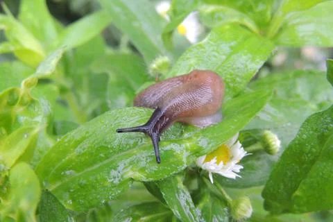 Slime on the grass Stock Photos