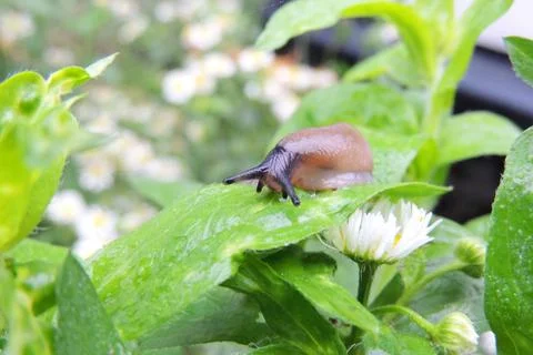 Slime on the grass Foto stock