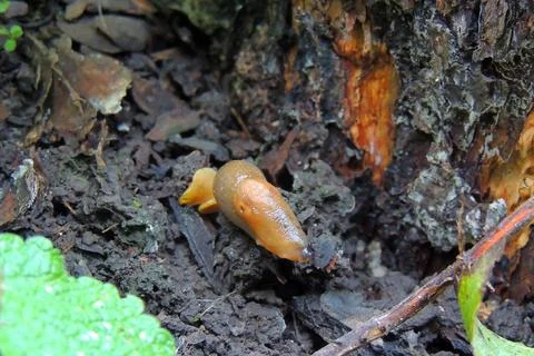 Slime on the grass Stock Photos