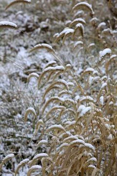 Slime of grass in the snow 스톡 사진