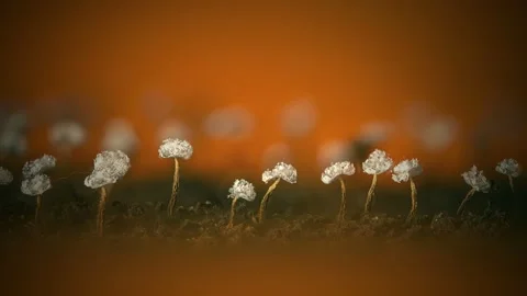 Slime Mold and Mold Growing in Extreme Macro, Microscopic Nature 4K Video Stock Footage 341144280