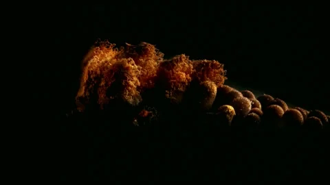 Slime Mold and Mold Growing in Extreme Macro, Microscopic Nature 4K Video Stock Footage 341144352