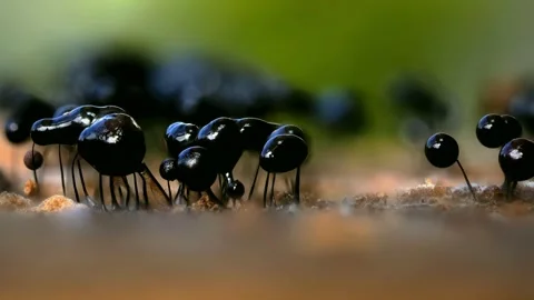 Slime Mold and Mold Growing in Extreme Macro, Microscopic Nature 4K Video Stock Footage 341144674
