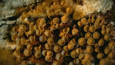 Slime Mold and Mold Growing in Extreme Macro, Microscopic Nature 4K Video Stock Footage 341146170