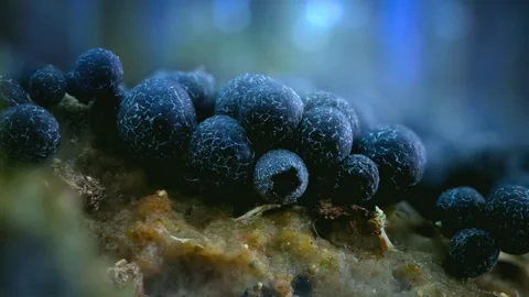 Slime Mold and Mold Growing in Extreme Macro, Microscopic Nature 4K Video Stock Footage 341146361