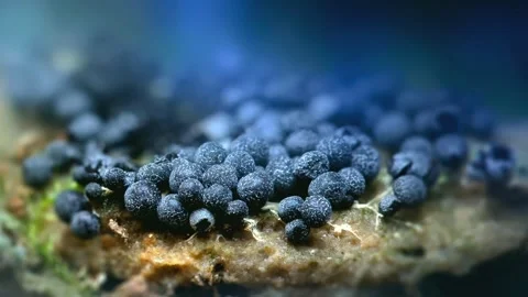 Slime Mold and Mold Growing in Extreme Macro, Microscopic Nature 4K Video Stock Footage 341146582