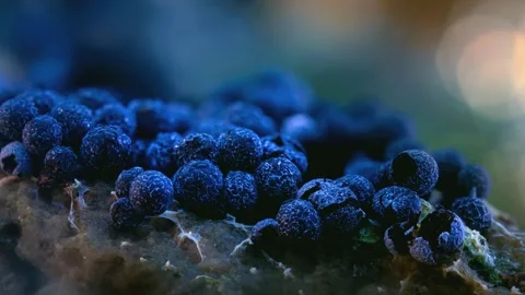 Slime Mold and Mold Growing in Extreme Macro, Microscopic Nature 4K Video Stock Footage 341146763