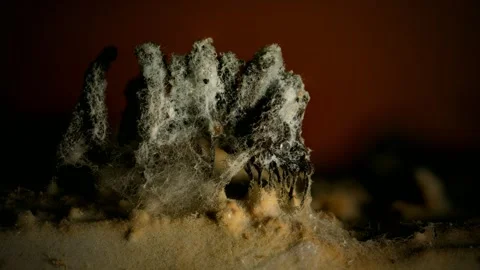Slime Mold and Mold Growing in Extreme Macro, Microscopic Nature 4K Video Stock Footage 341147928