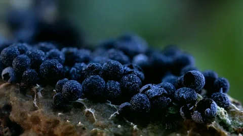 Slime Mold and Mold Growing in Extreme Macro, Microscopic Nature 4K Video Stock Footage 341148653