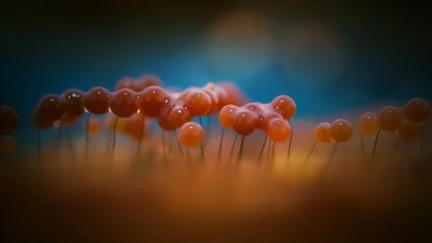 Slime Mold and Mold Growing in Extreme Macro, Microscopic Nature 4K Video Stock Footage 341149900