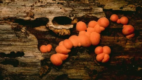 Slime Mold and Mold Growing in Extreme Macro, Microscopic Nature 4K Video Stock Footage 341257762
