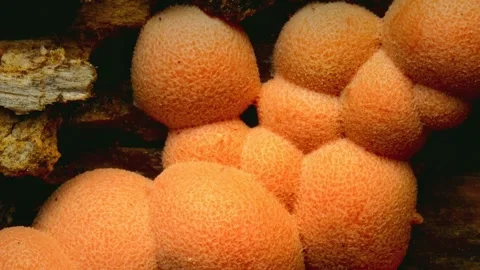 Slime Mold and Mold Growing in Extreme Macro, Microscopic Nature 4K Video Stock Footage 341257893