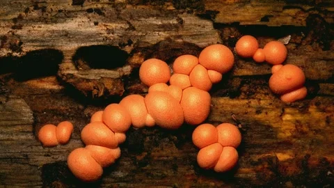 Slime Mold and Mold Growing in Extreme Macro, Microscopic Nature 4K Video Stock Footage 341258231