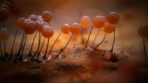 Slime Mold and Mold Growing in Extreme Macro, Microscopic Nature 4K Video Stock Footage 341265211