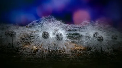 Slime Mold and Mold Growing in Extreme Macro, Microscopic Nature 4K Video Stock Footage 341265365