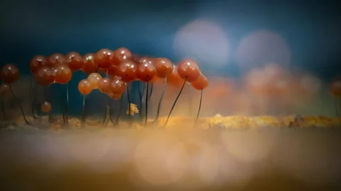 Slime Mold and Mold Growing in Extreme Macro, Microscopic Nature 4K Video Stock Footage 341265489