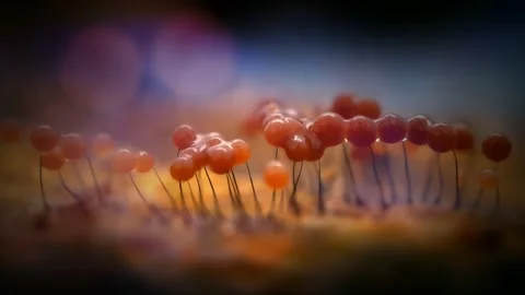 Slime Mold and Mold Growing in Extreme Macro, Microscopic Nature 4K Video Stock Footage 341265510