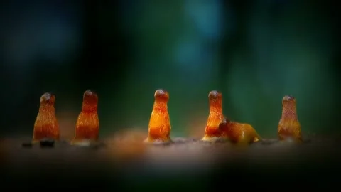 Slime Mold and Mold Growing in Extreme Macro, Microscopic Nature 4K Video Stock Footage 341265550