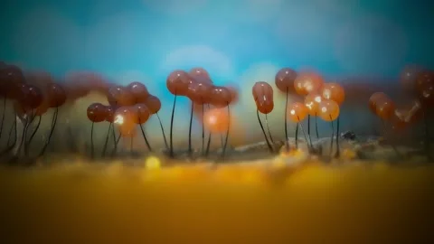 Slime Mold and Mold Growing in Extreme Macro, Microscopic Nature 4K Video Stock Footage 341265602
