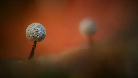 Slime Mold and Mold Growing in Extreme Macro, Microscopic Nature 4K Video Stock Footage 341265772
