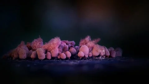 Slime Mold and Mold Growing in Extreme Macro, Microscopic Nature 4K Video Stock Footage 341265875