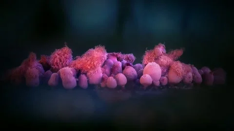 Slime Mold and Mold Growing in Extreme Macro, Microscopic Nature 4K Video Stock Footage 341265975