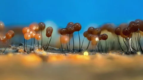 Slime Mold and Mold Growing in Extreme Macro, Microscopic Nature 4K Video Stock Footage 341266622