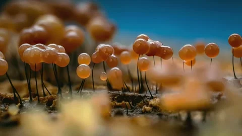 Slime Mold and Mold Growing in Extreme Macro, Microscopic Nature 4K Video Stock Footage 341266861