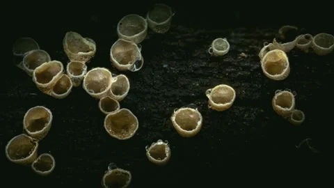 Slime Mold and Mold Growing in Extreme Macro, Microscopic Nature 4K Video Stock Footage 341267392