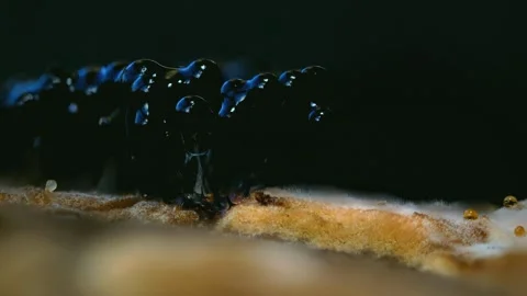 Slime Mold and Mold Growing in Extreme Macro, Microscopic Nature 4K Video Stock Footage 341267478