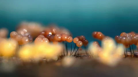 Slime Mold and Mold Growing in Extreme Macro, Microscopic Nature 4K Video Stock Footage 341268385