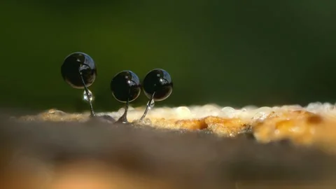 Slime Mold and Mold Growing in Extreme Macro, Microscopic Nature 4K Video Stock Footage 341268411