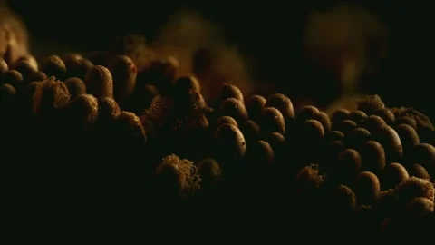 Slime Mold and Mold Growing in Extreme Macro, Microscopic Nature 4K Video Stock Footage 341268610