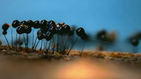 Slime Mold and Mold Growing in Extreme Macro, Microscopic Nature 4K Video Stock Footage 341268833