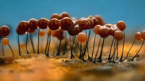 Slime Mold and Mold Growing in Extreme Macro, Microscopic Nature 4K Video Stock Footage 341268854