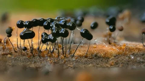 Slime Mold and Mold Growing in Extreme Macro, Microscopic Nature 4K Video Stock Footage 341268904