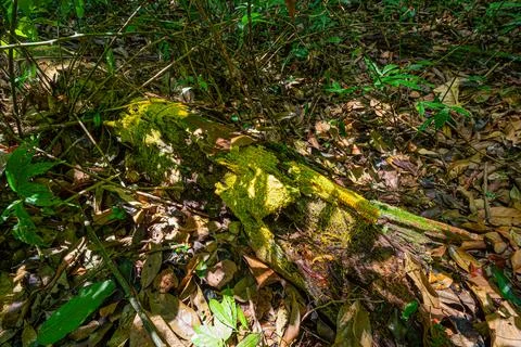 Slime mold on decay log Stock Photos