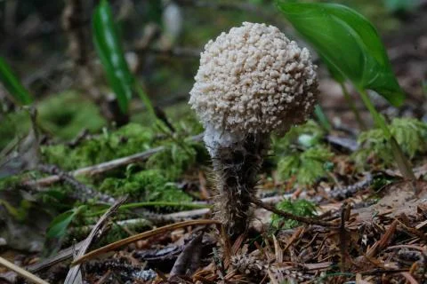 Slime Mold on Devils Club 스톡 사진