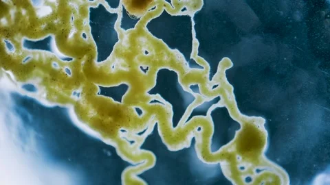 Slime mold Stock Footage 314246306