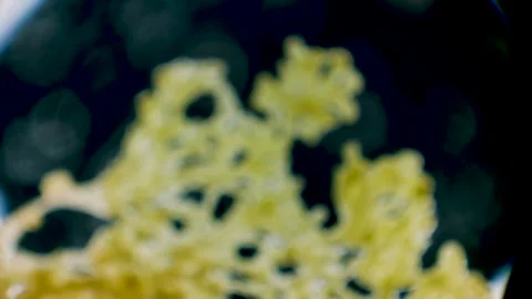 Slime mold Stock Footage 314246348