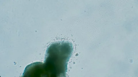 Slime mold Stock Footage 314246358