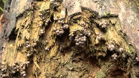 Slime mold, Malaysia Stock Footage 159638216