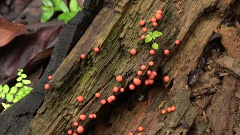 Slime mold, Malaysia Stock Footage 159638230
