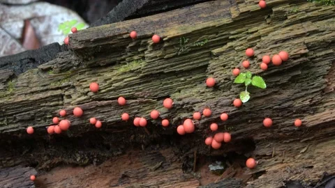 Slime mold, Malaysia Stock Footage 159638272