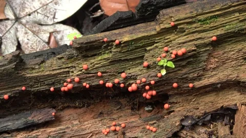 Slime mold, Malaysia Stock Footage 159638299