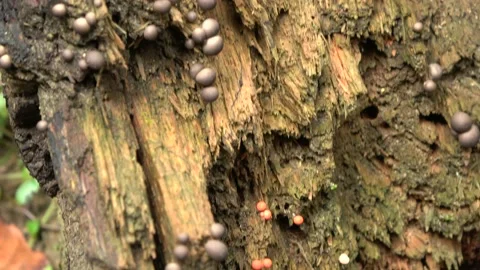 Slime mold, Malaysia Stock Footage 159638308
