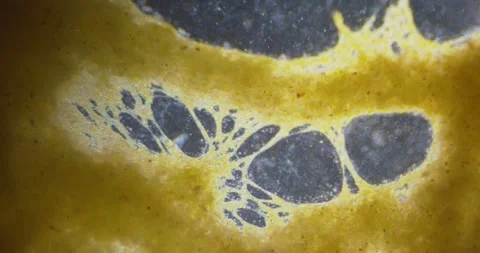 Slime mold plasmodium under microscope Stock Footage 294736005