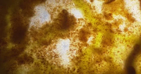 Slime mold plasmodium under microscope Stock Footage 294736177