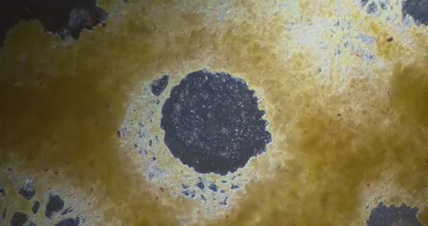 Slime mold plasmodium under microscope Stock Footage 294736213