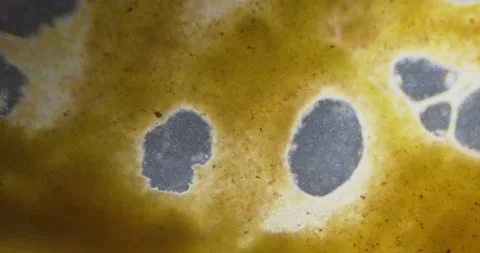 Slime mold plasmodium under microscope Stock Footage 294736293